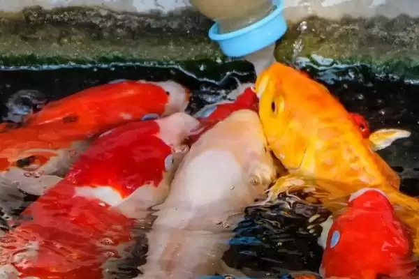 锦鲤的增色饲料 ,喂什么能让锦鲤增色比较快呢插图2