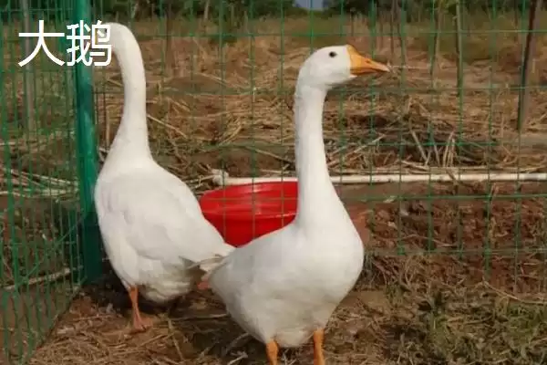 天鹅和大鹅的区别？区分天鹅和大鹅要关注哪些重要的形态、习性差异？插图4