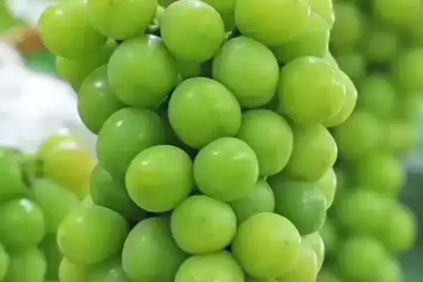 葡萄种类大集合：巨峰葡萄、红提等常见品种介绍插图6