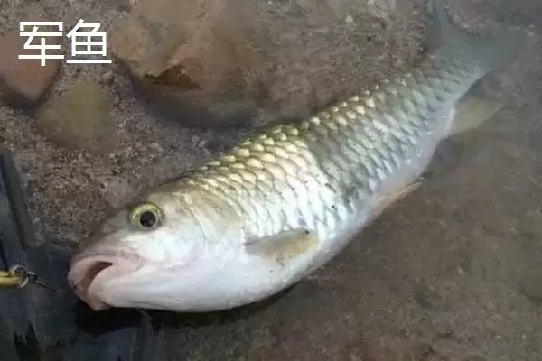 军鱼和鲤鱼的区别 ,军鱼和鲤鱼在外形上有何不同呢？插图7