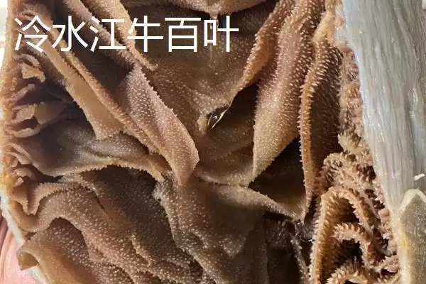 湖南冷水江市的特产，冷水江杨梅大如蛋插图4