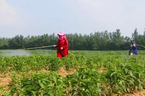 辣椒开花结果期的施肥种类 ,辣椒开花结果期为何用磷钾肥？插图1