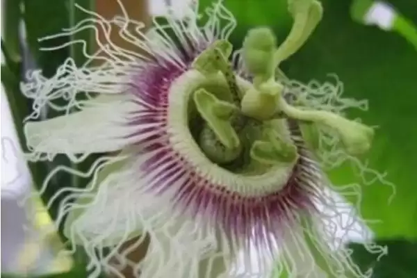 无花果有没有花，是有花的隐花植物插图1