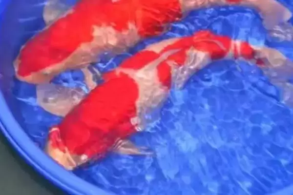 锦鲤粘液没了的救活方法 ,锦鲤粘液没了还能救活吗插图2