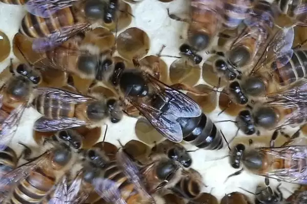 怎样人工育王，选择白天温度稳定在20℃以上时间进行插图1