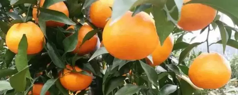 明日见和有何品种特性呢 ,明日见品种的甜度特别高是其特点-会东网