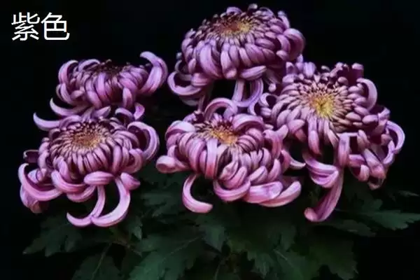 菊花的颜色种类 ,菊花常见的颜色有哪些呢？插图2