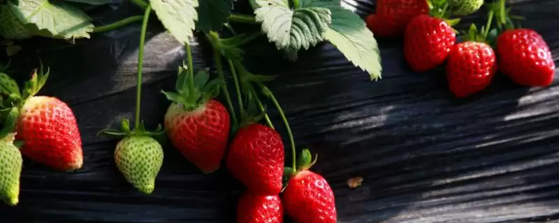 草莓什么季节成熟，一般在6-7月成熟-会东网