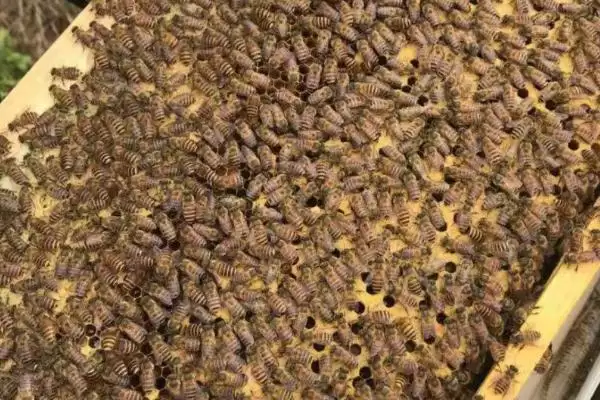盗蜂是怎么形成的，蜜源匮乏或蜂场管理不善都会导致插图4