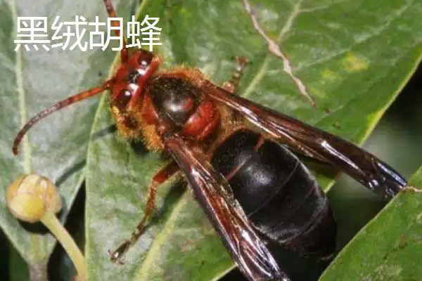 杀人蜂是什么蜂，实际上是多种剧毒蜂类的俗称插图5