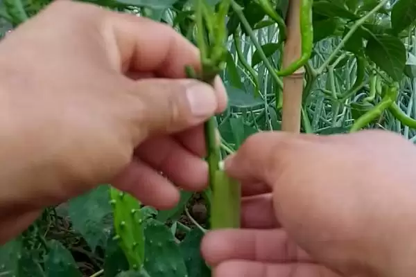 辣椒的嫁接方式 ,辣椒嫁接有哪些具体的方式呢？插图3