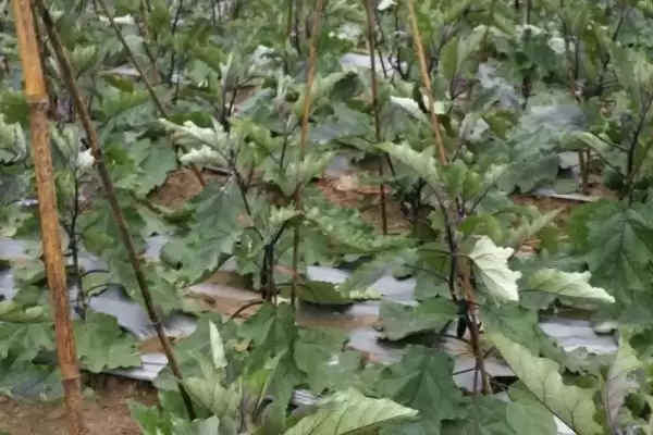 茄子打底叶时间秘籍：门茄2-3厘米左右第一次的要点插图2