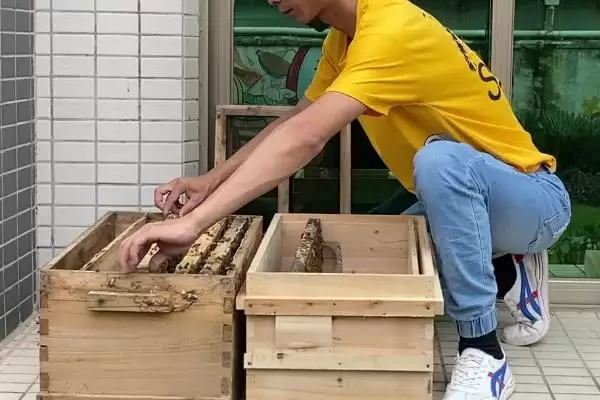 人工分蜂白天好还是晚上好，最佳时间是傍晚插图1