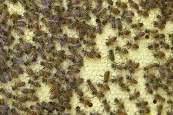 几十只蜜蜂怎么进行蛋群速繁，需要不间断地进行奖励饲喂插图3