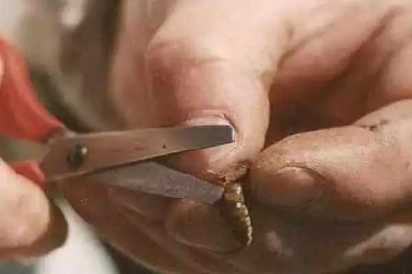 蜂王剪翅膀的好处，可预防分峰和防止飞逃等插图1