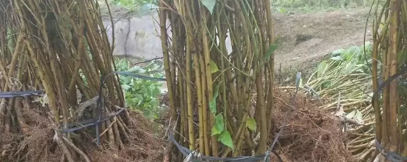三华李树苗什么时候种植好?种植三华李树苗要把握哪些合适时机?-会东网