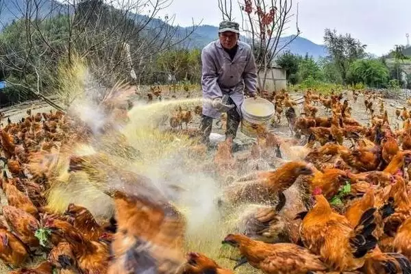 计算散养土鸡成本的方法和重点？养鸡要做好哪些成本核算？插图4