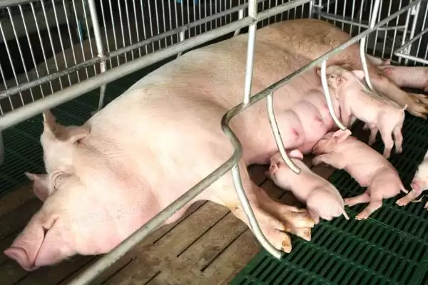 了解市面上没有猪奶原因的方法和重点？养猪乳业发展有哪些细节？插图1