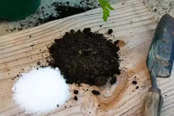 韭兰球茎的栽培时间 ,韭兰球茎全年都可栽培是真的吗？插图3