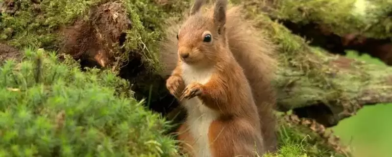 松鼠的天敌，紫貂和鼬类常以其为食-会东网