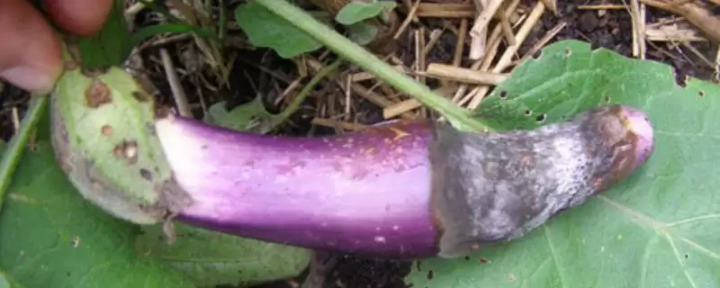 茄子灰霉病症状剖析：叶缘水浸状浅褐色病斑的特征-会东网