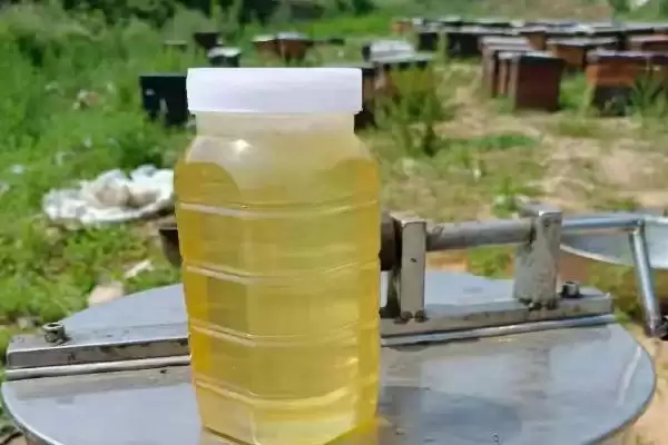 洋槐蜜与椴树蜜哪个更好，洋槐蜜的口感和色泽略优插图3