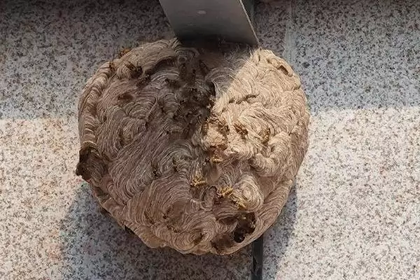 马蜂在窗户角筑巢怎么办，威胁到人身安全时则要立即处理掉插图3