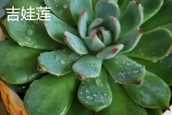 新手必看！姬胧月、虹之玉、冬美人等易养多肉植物推荐插图6