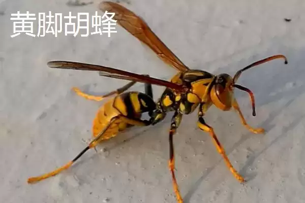 毒蜂的种类，常见以下10种插图6