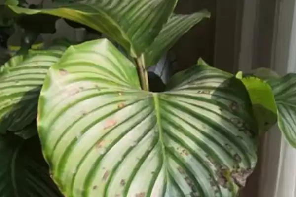 青苹果竹芋叶子焦边怎么处理,需进行遮阴处理插图2 青苹果竹芋叶子焦边怎么处理,需进行遮阴处理插图2