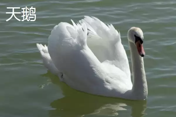 天鹅和大鹅的区别？区分天鹅和大鹅要关注哪些重要的形态、习性差异？插图3