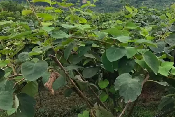 猕猴桃的夏季管理技术有哪些呢 ,猕猴桃夏季施肥应遵循少许多次原则插图3 猕猴桃的夏季管理技术有哪些呢 ,猕猴桃夏季施肥应遵循少许多次原则插图3