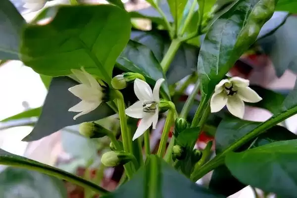 辣椒开花结果期的施肥种类 ,辣椒开花结果期为何用磷钾肥？插图6