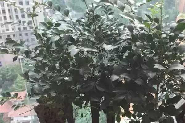 养小叶紫檀的方法和重点？养小叶紫檀要做好哪些细节？插图3