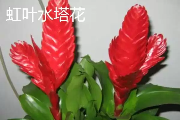 水塔花的种类？认识水塔花种类要了解哪些关键的品种分类和特性要点？插图2