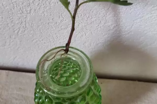 水培菊花为什么不生根？探究水培菊花不生根原因要考虑哪些因素？插图7