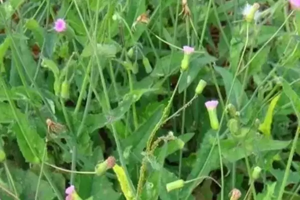 种植一点红的方法和重点?种植一点红要做好哪些细节?插图2 种植一点红的方法和重点?种植一点红要做好哪些细节?插图2