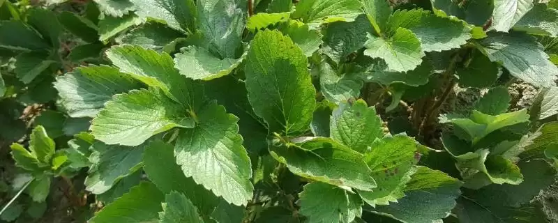 草莓苗什么时候移栽好，一般草莓苗会一年一换-会东网