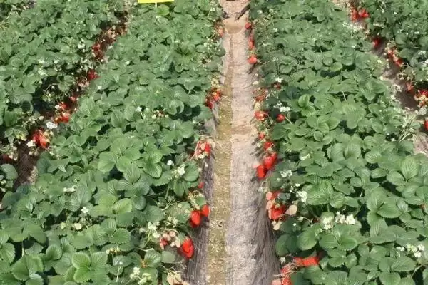 冬季草莓移栽如何提高成活率，及时进行除草松土、培根以及补苗工作插图3