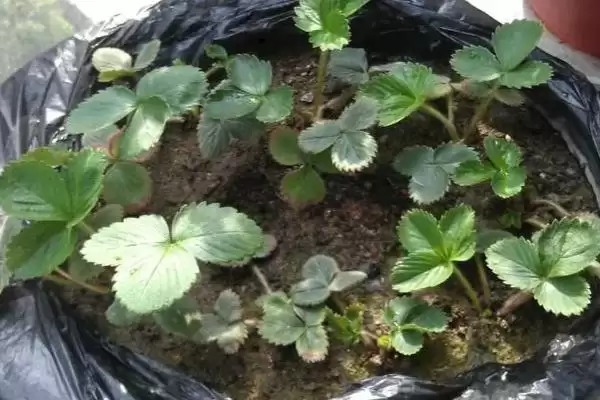 草莓如何播种，与细土拌匀后可撒播至苗床上插图3