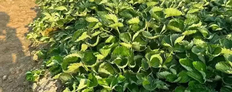 如何培育草莓种苗，畦面要保持疏松无草-会东网