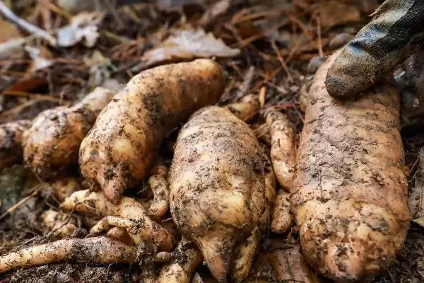 升麻的管理技术？管理升麻要掌握哪些关键的种植管理方法？插图3