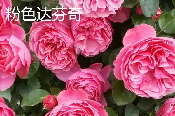 认识月季品种的方法和重点？认识月季品种要做好哪些细节？插图10