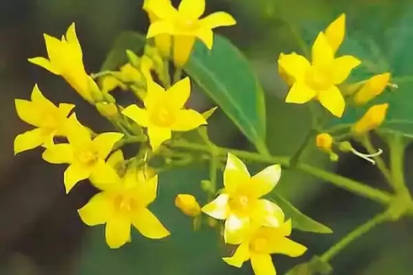 见血封喉的毒性有多强，是世界上最毒的树插图3