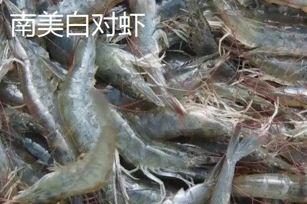南美白对虾和中国对虾的差异大揭秘：外形和分布的不同之处插图1