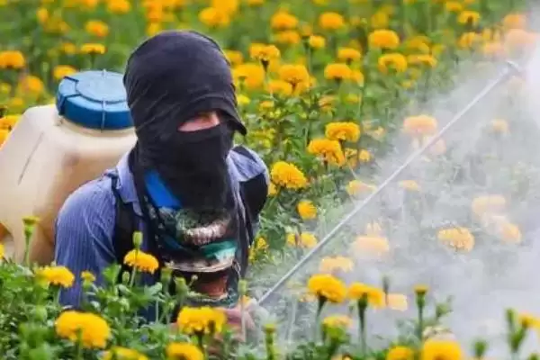 菊花夏天的放置问题 ,夏天菊花放外面要做哪些防护呢？插图4