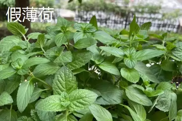 区分真假薄荷的方法和重点？区分真假薄荷要做好哪些细节？插图2