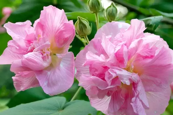 木芙蓉花具有什么寓意呢,木芙蓉花寓意纯洁美丽、富贵吉祥等寓意插图2