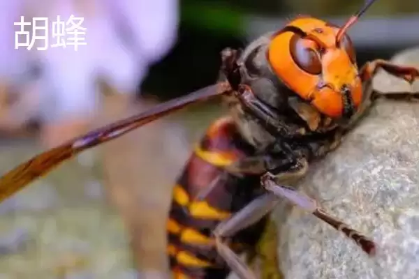 胡蜂和蜜蜂的区别，生物学分类、食物习性均不同插图1