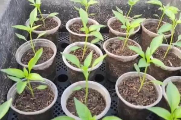 辣椒的种植时间 ,辣椒在春季和秋季种植有何不同？插图5